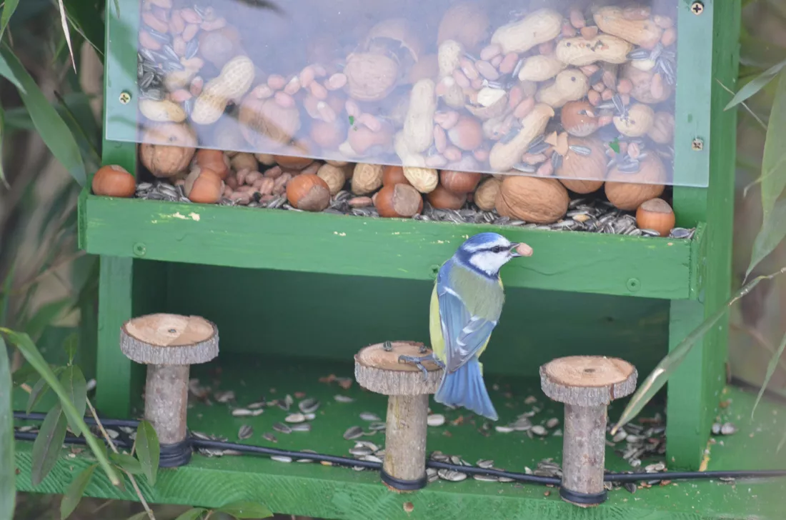 Eine Blaumeise sitzt mit einer Erdnuss im Schnabel auf einer Sitzstange der Futterstelle