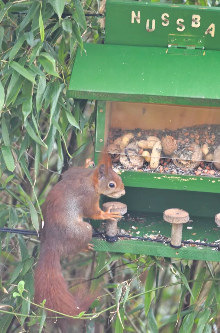 Ein Eichhörnchen klettert an der selbst gebauten Futterstelle und greift nach einer Nuss