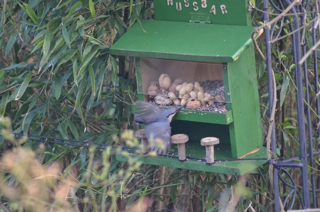 Ein Kleiber fliegt die selbst gebaute Futterstelle Nussbar an